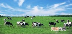 OZcare澳仕卡牛奶粉品牌进军中国市场
