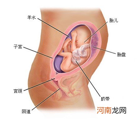 胎儿发育明显期 你都知道吗