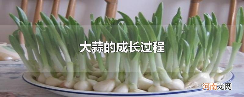 大蒜的成长过程