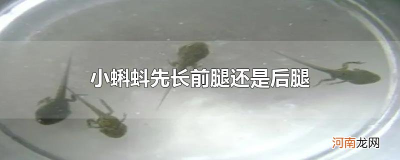 小蝌蚪先长前腿还是后腿