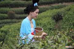 中国十大茶叶应该如何排名 中国茶叶排行榜第一名