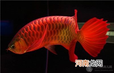橙红龙鱼长什么样子？紫艳红龙鱼与橙红龙鱼的区别介绍