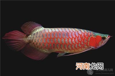 橙红龙鱼长什么样子？紫艳红龙鱼与橙红龙鱼的区别介绍