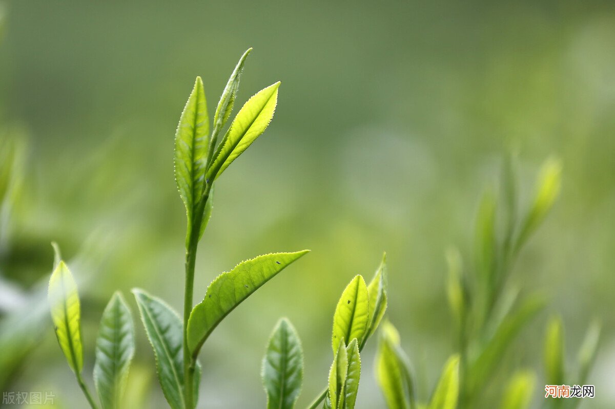 喝茶不一定要懂茶文化 茶文化包括哪些