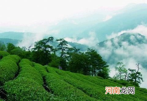 高山茶的两个好处 高山茶的功效与作用