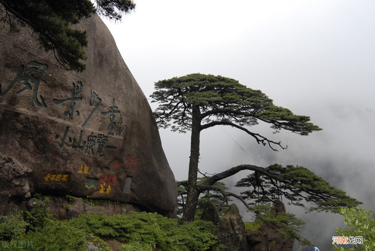 黄山毛峰特点及冲泡方法步骤