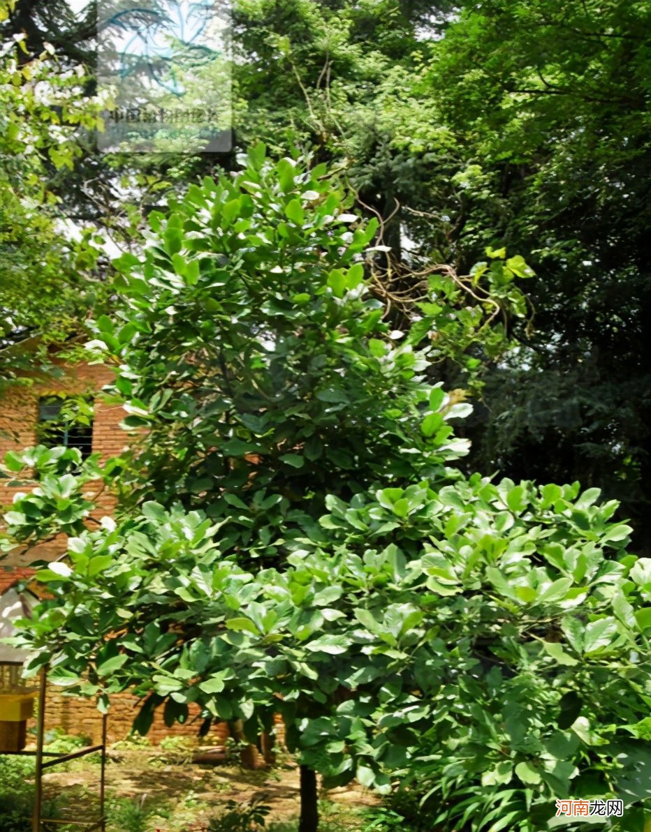 苦丁茶树图片大全及功效