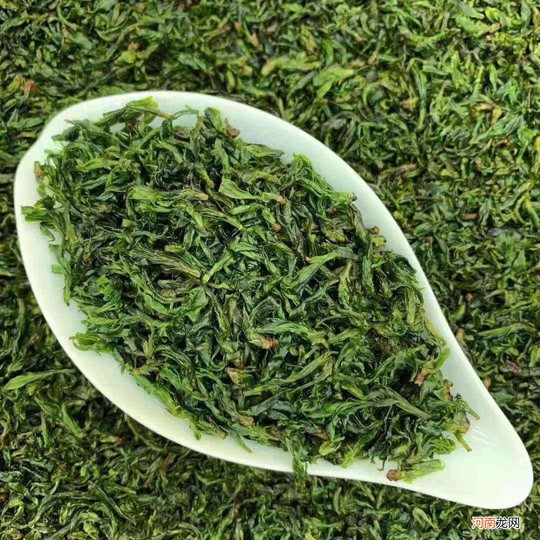 苦丁茶树图片大全及功效