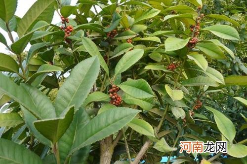 苦丁茶树图片大全及功效