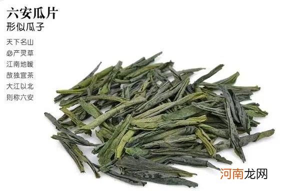 藏在大别山深处的单片叶茶 六安瓜片图片