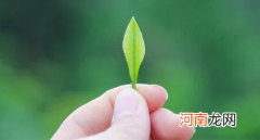 藏在大别山深处的单片叶茶 六安瓜片图片