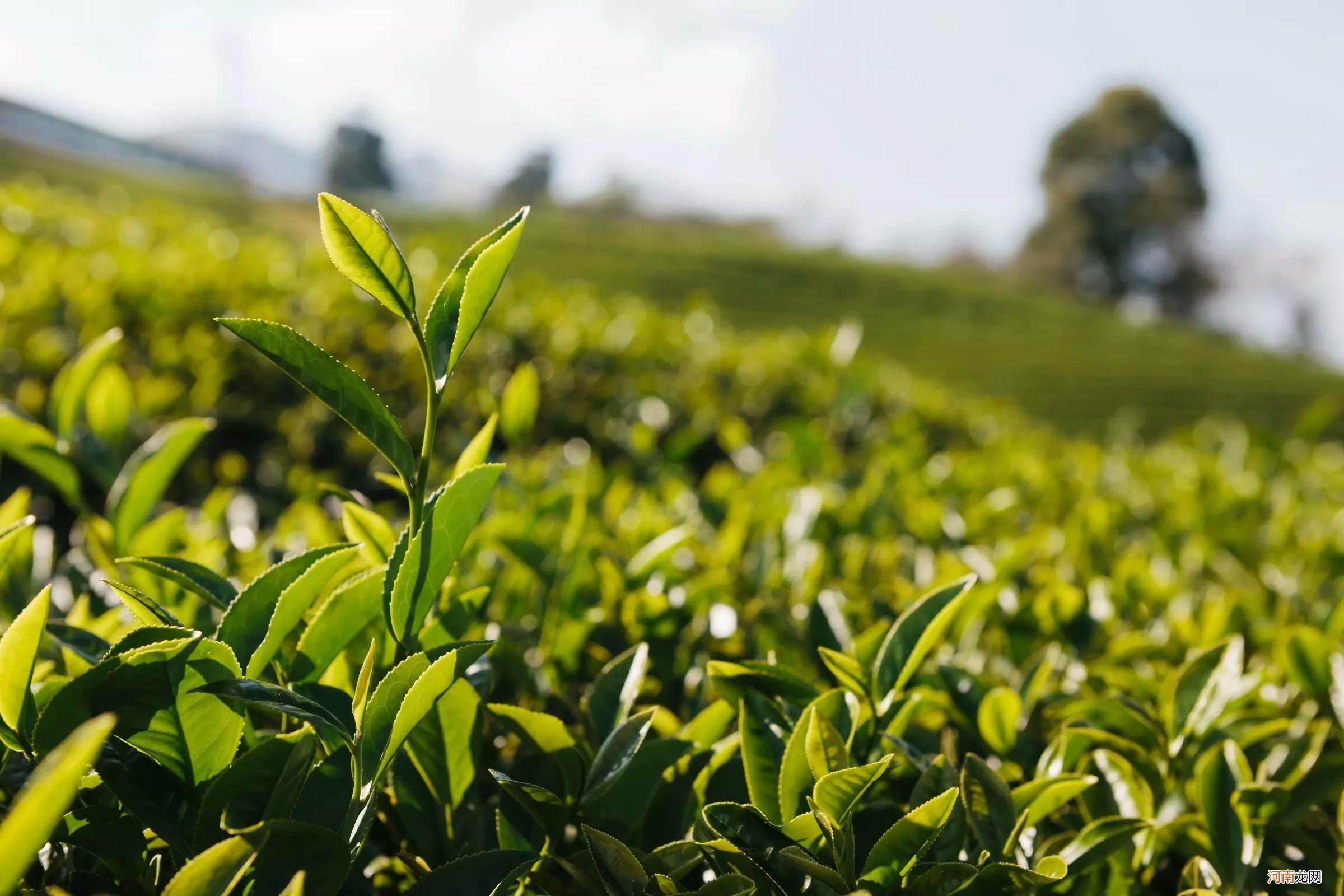 中国绿茶的四大分类 绿茶的分类及特点