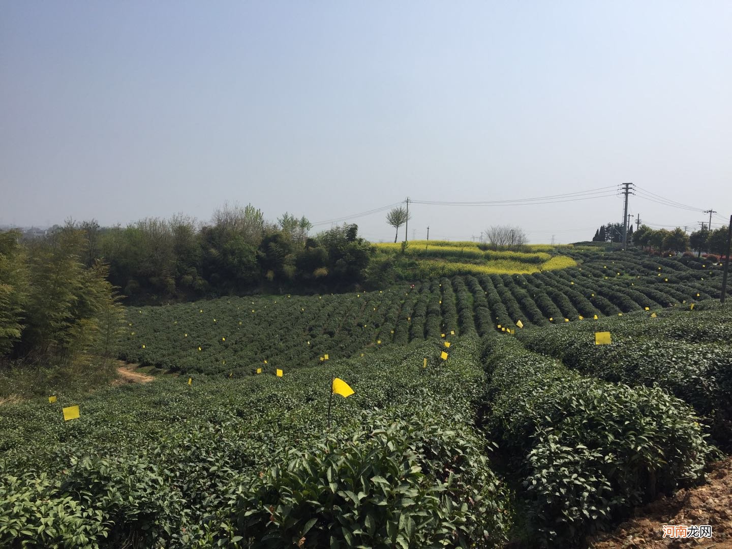 南京雨花茶的外形特征及价格