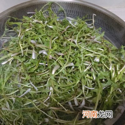 自制蒲公英茶 蒲公英茶的图片