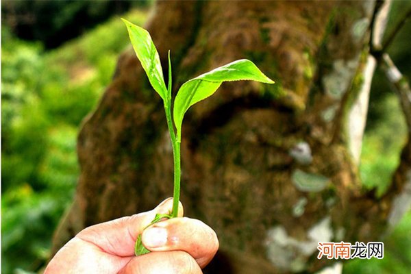 解读普洱茶身世之谜 普洱是什么茶