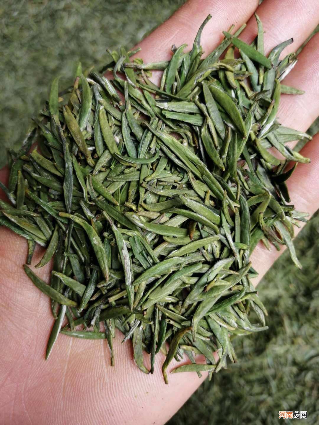 绿茶是这样做成的 什么叫绿茶