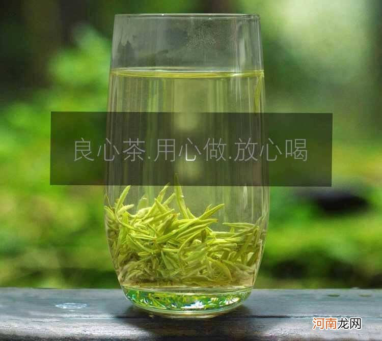 松针茶的功效与作用