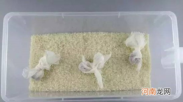 大米生牛子了还能吃吗 这些生活小妙招建议收藏