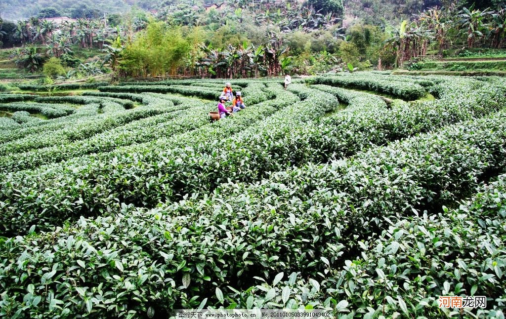 西山茶文化及桂平西山茶栽培和精制