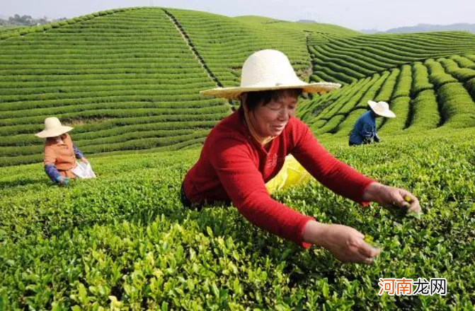 中国台湾省特产之阿里山高山茶 阿里山高山茶