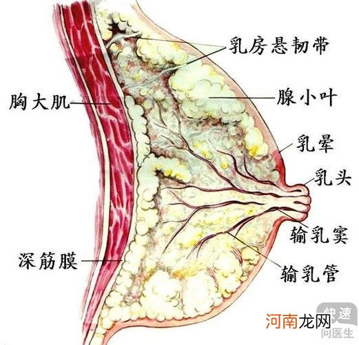 乳腺增生怎么治好的最快