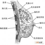 乳腺结节和乳腺囊肿有什么区别