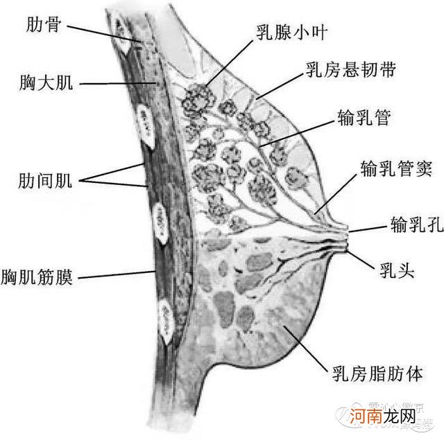 乳腺结节和乳腺囊肿有什么区别