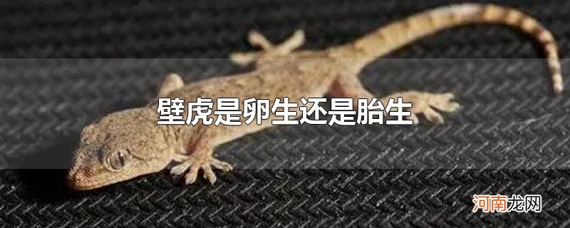 壁虎是卵生还是胎生