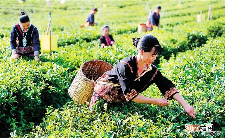 白沙绿茶的历史和文化及功效