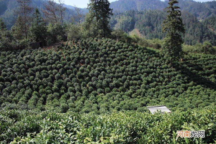 安茶被奉为灵丹妙药的“圣茶” 安茶的功效与副作用