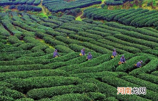 安化黑茶保质期一般在十年左右 安化黑茶有保质期吗