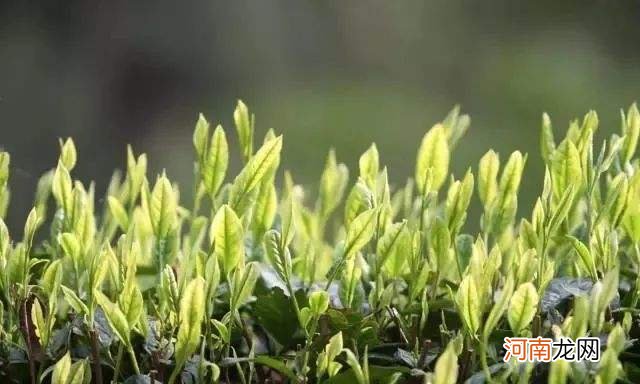 2022绿茶攻略之“安吉白茶” 安吉白茶产自哪里