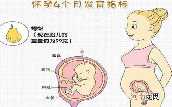 怀孕四个月胎儿有多大 一张图片来解释