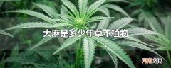 大麻是多少年草本植物