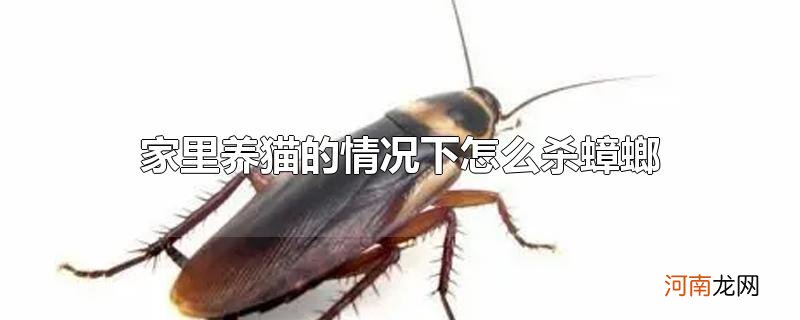 家里养猫的情况下怎么杀蟑螂