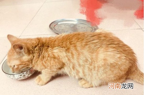 捡来的猫为什么不能养，捡猫有什么忌讳吗