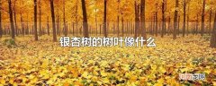 银杏树的树叶像什么