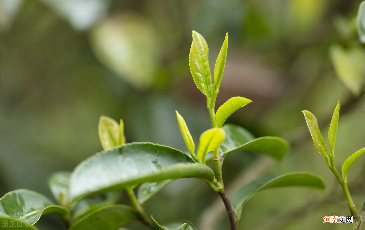 盘点茶叶里含有的14个主要物质 茶叶里含有什么物质