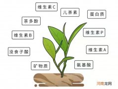 盘点茶叶里含有的14个主要物质 茶叶里含有什么物质