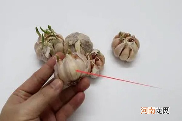 什么样的大蒜不能吃了 记住！这几种大蒜不能食用