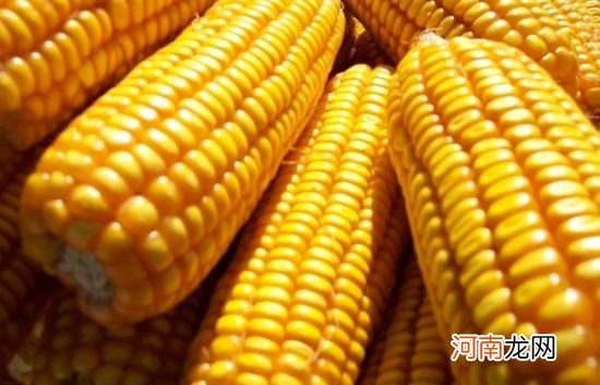 玉米可以补充维生素B