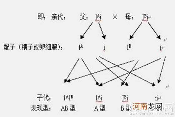 血型遗传规律对照表 揭露孩子是不是亲生的遗传秘密