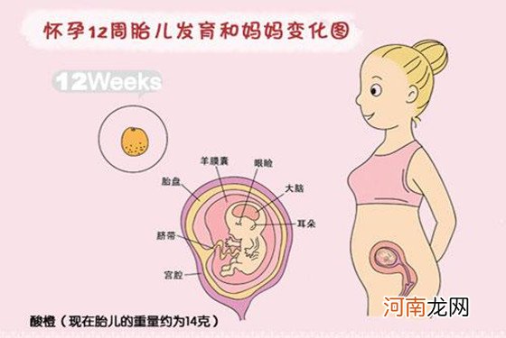 就梨那么大的胎儿 你觉得怀孕三个月能看出来吗？