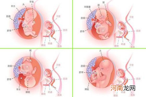 怀孕三个多月肚子多大 孕9周-12周胎儿变化