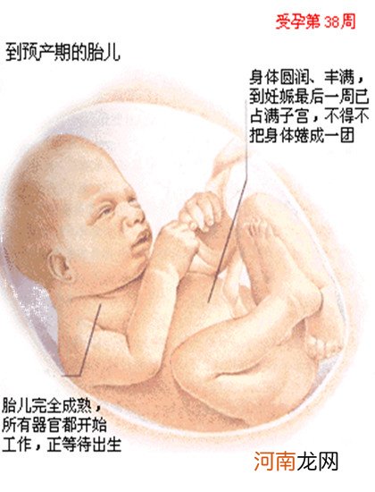 0-40周胎儿发育详情 胎儿发育指标对照表