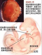 0-40周胎儿发育详情 胎儿发育指标对照表