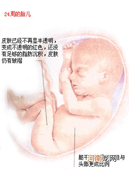 0-40周胎儿发育详情 胎儿发育指标对照表
