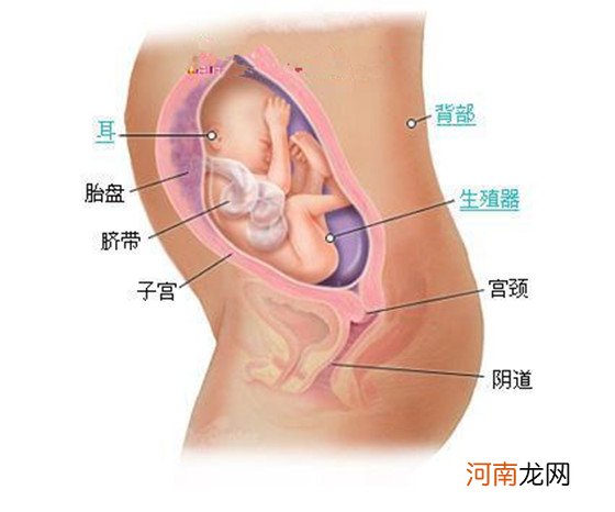 0-40周 史上最详细的胎儿发育过程每周详情