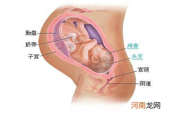 0-40周 史上最详细的胎儿发育过程每周详情