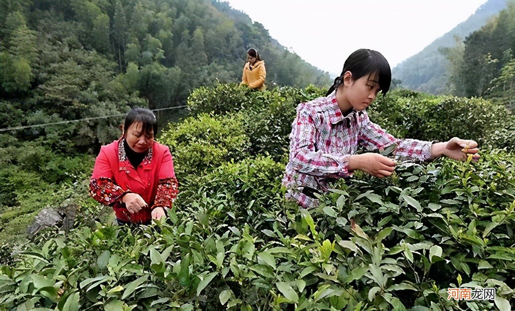 关于金骏眉的基本常识 喝金骏眉的好处和坏处